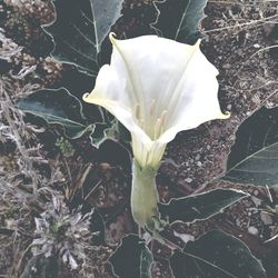 Close-up of flower