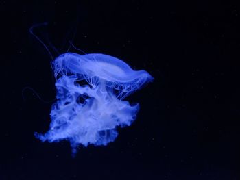 Close-up of jellyfish swimming in sea