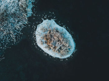 High angle view of jellyfish in sea