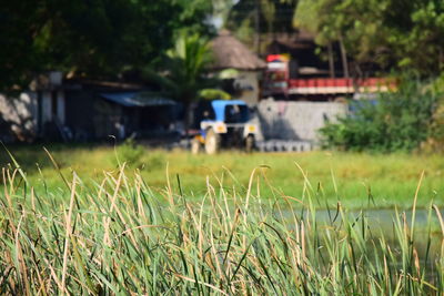 Close-up of grass growing on field
