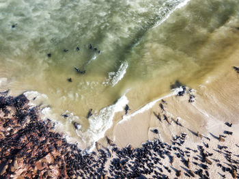 Sea lions on sand at beach