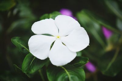 Close-up of white flowering plant