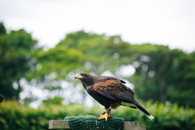 Close-up of eagle perching on branch