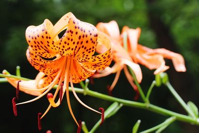 Close-up of orange flower