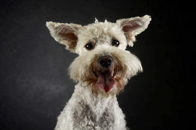 Portrait of dog against black background