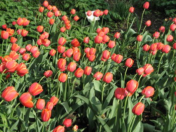 Close-up of red tulips blooming in field