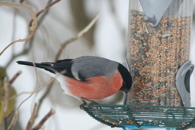 Close-up of bird - bullfinch - perching on wall