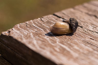 Close-up of shell on wooden table