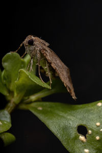 Close-up of insect on leaf against black background