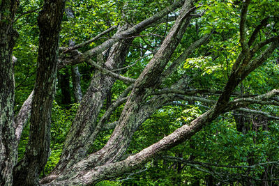 Trees growing in forest