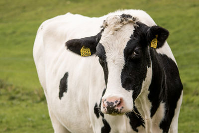 Cow standing in a field