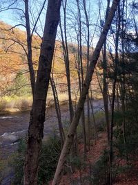Bare trees in forest