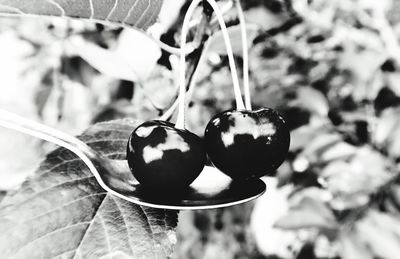 Close-up of fruits growing on plant