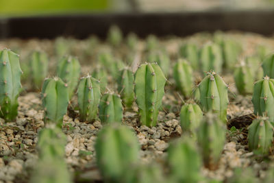 Close-up of fresh green leaves on field