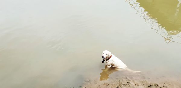 High angle view of dog in a lake