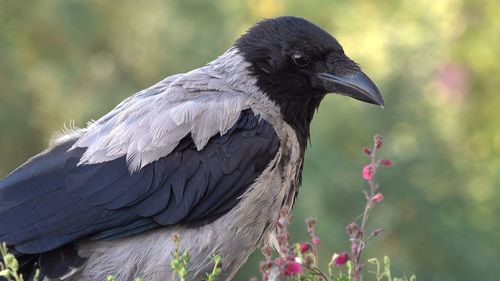 Close-up of bird perching on a plant