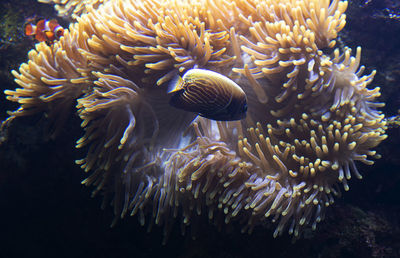 Close-up of jellyfish in sea