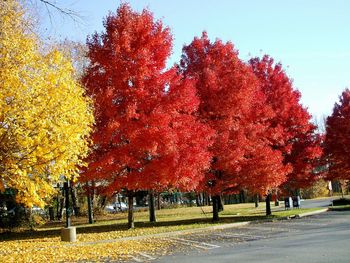 Trees in park