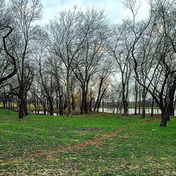 Bare trees on grassy field