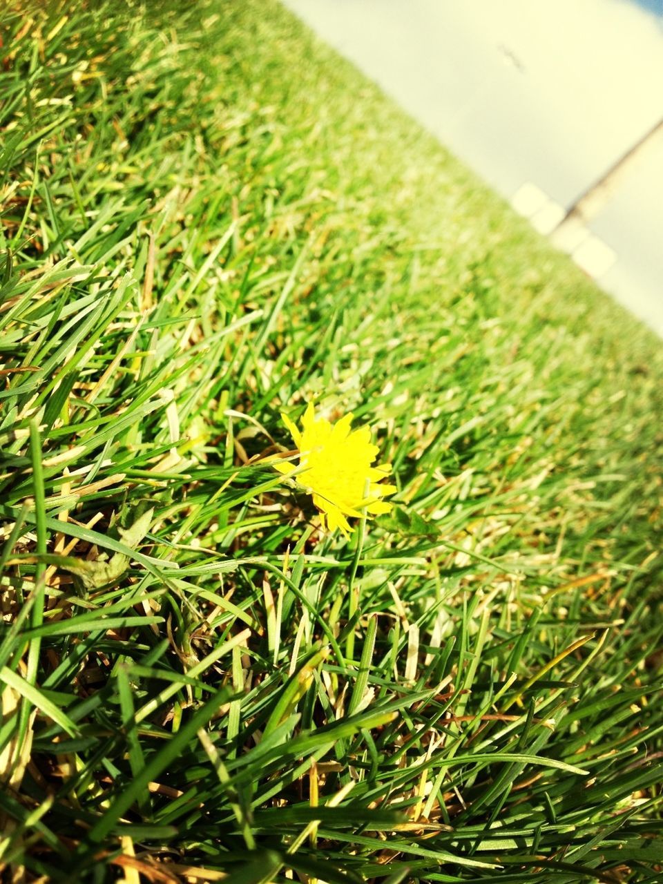 grass, green color, field, growth, yellow, grassy, beauty in nature, nature, fragility, freshness, flower, green, plant, close-up, day, high angle view, selective focus, outdoors, tranquility, focus on foreground