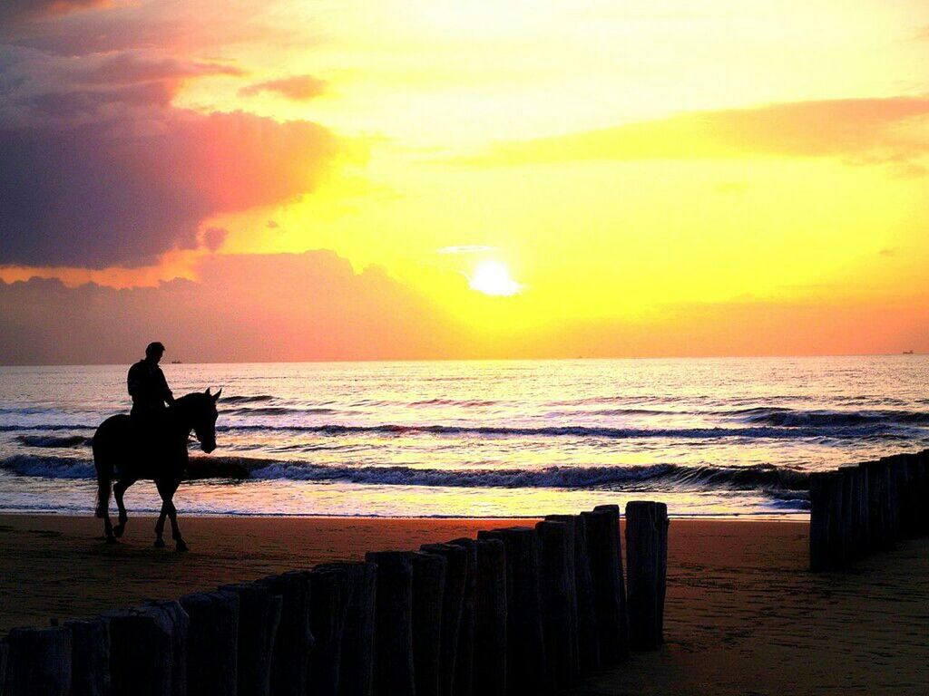 sea, horizon over water, sunset, water, beach, silhouette, scenics, sky, beauty in nature, shore, orange color, tranquil scene, tranquility, sun, idyllic, nature, wave, cloud - sky, one animal, cloud