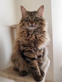 Cat sitting on chair at home