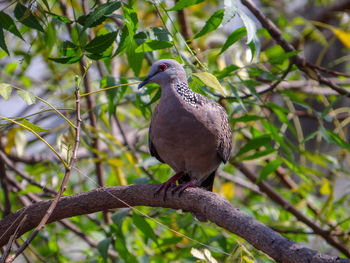 Close-up of bird perching on branch