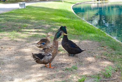 Duck on field