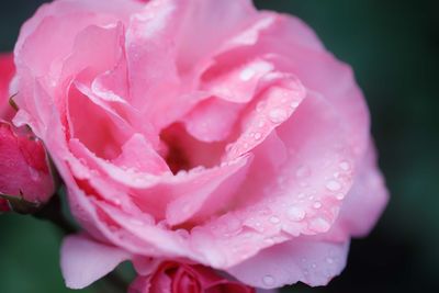 Close-up of wet pink rose