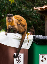 Close-up of bear holding food