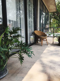 Potted plants on table by window