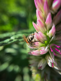 Close-up of bee on flower