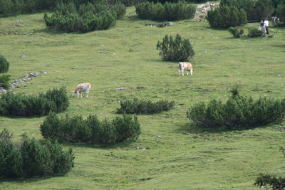 Cows grazing on field