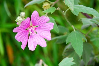 Close-up of pink flower blooming outdoors