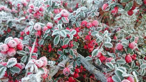 Full frame shot of berries on tree