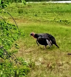 Bird on grassy field