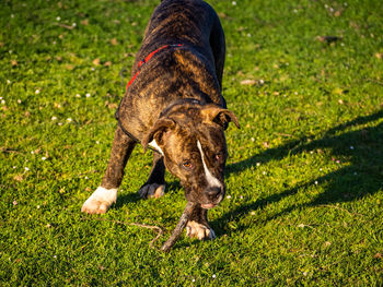 Close-up of a dog on field