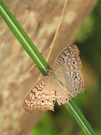 Close-up of butterfly