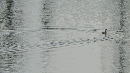 High angle view of duck in lake