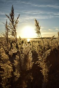 Close-up of stalks in field against sky