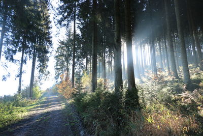 Sunlight streaming through trees in forest