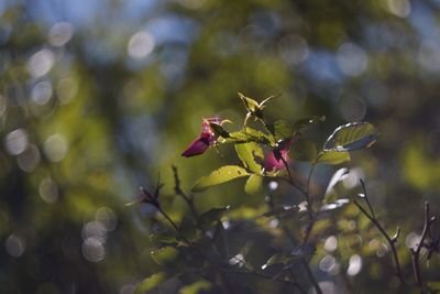 Close-up of red flowering plant