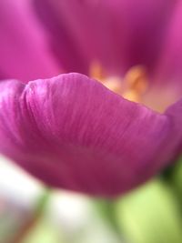 Close-up of purple flower