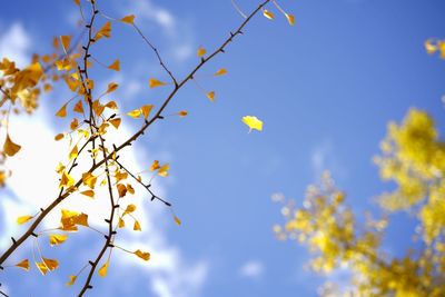 Low angle view of flower tree against sky