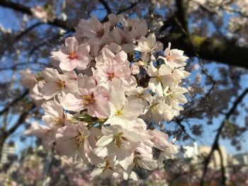 Low angle view of apple blossoms in spring