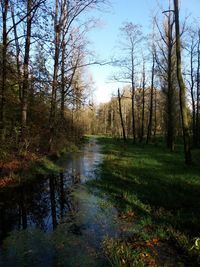 Scenic view of forest against sky