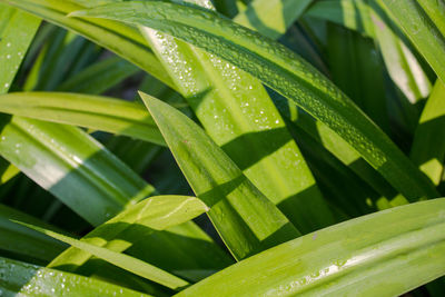 Close-up of wet plant leaves