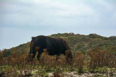 View of a horse on field