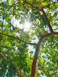 Low angle view of sunlight streaming through tree in forest