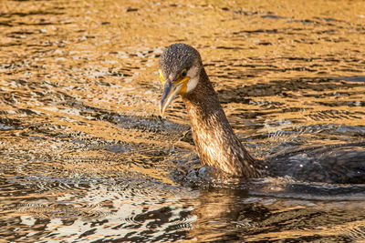 Close-up of duck swimming in lake